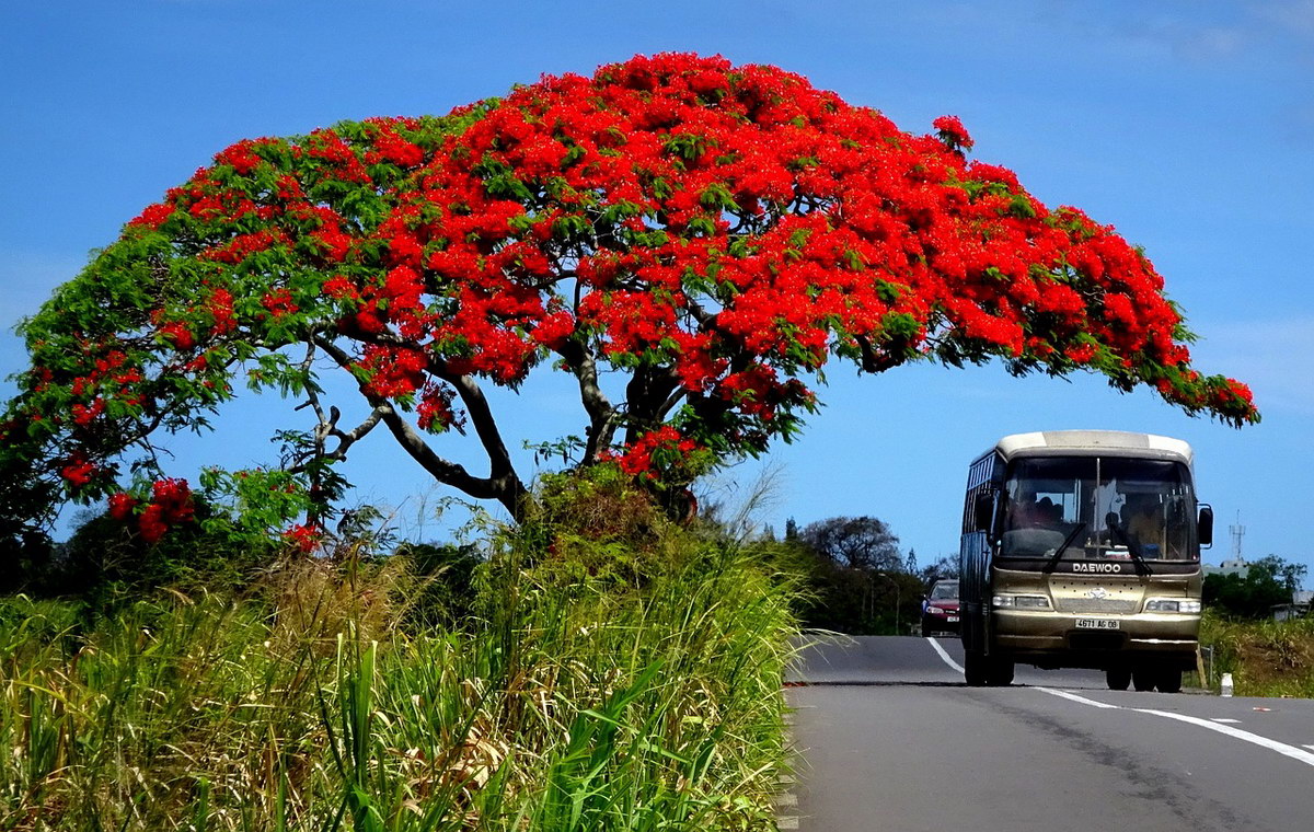 Mauritius Mauritius