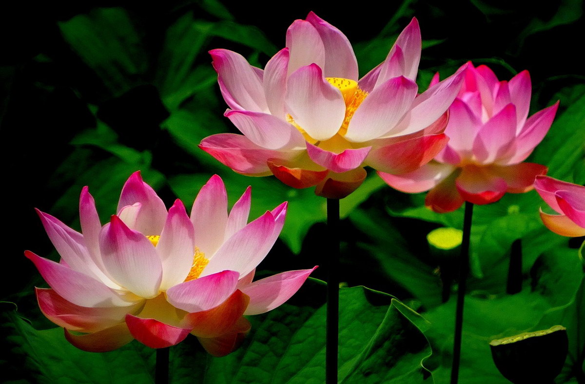 Lotus Lotus