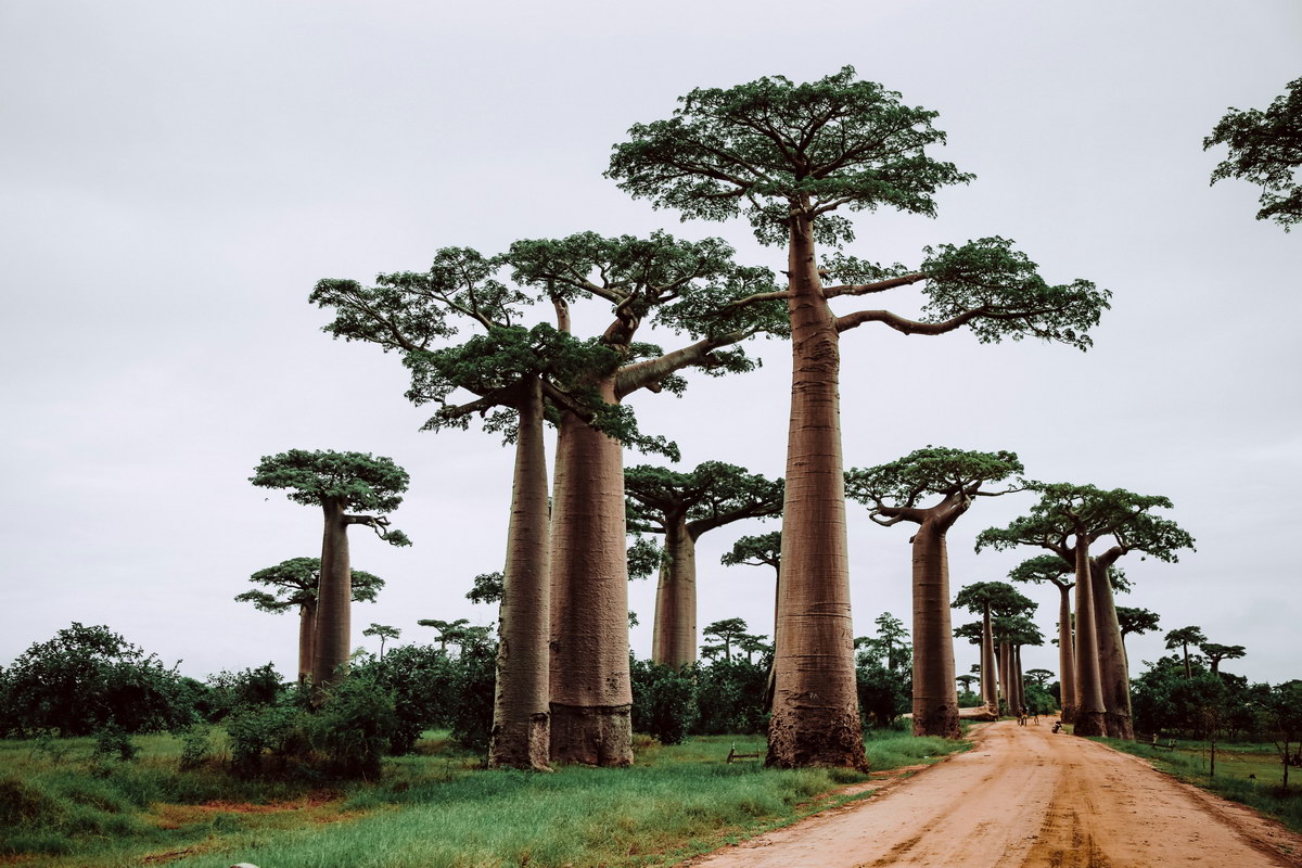 Baobab-Allee Baobab-Allee