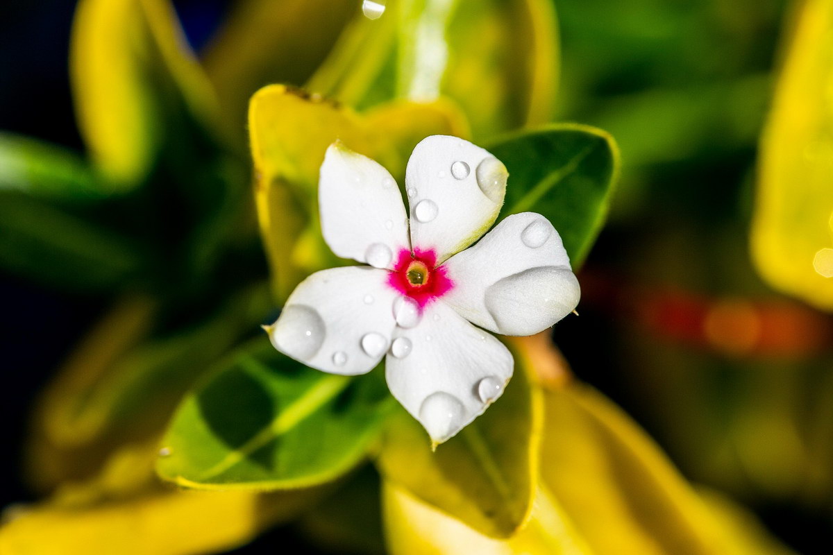 Blume Blume