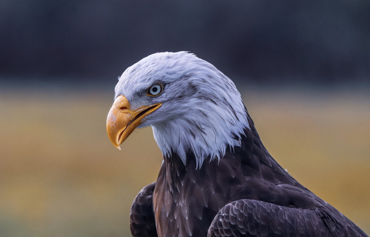 Weißkopfseeadler Weißkopfseeadler