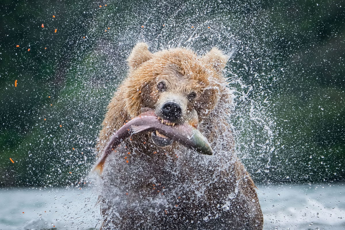 Grizzly Grizzly