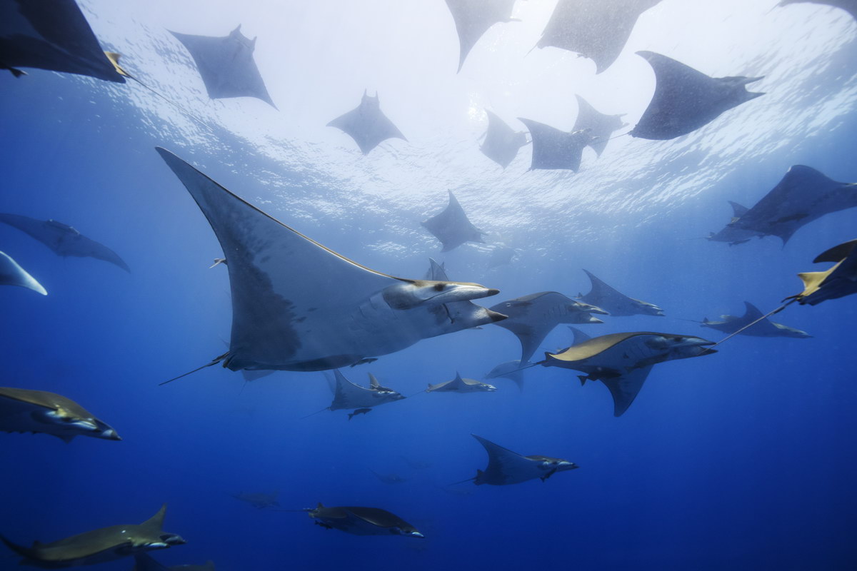Mobulas, © Raphael Studer Mobulas