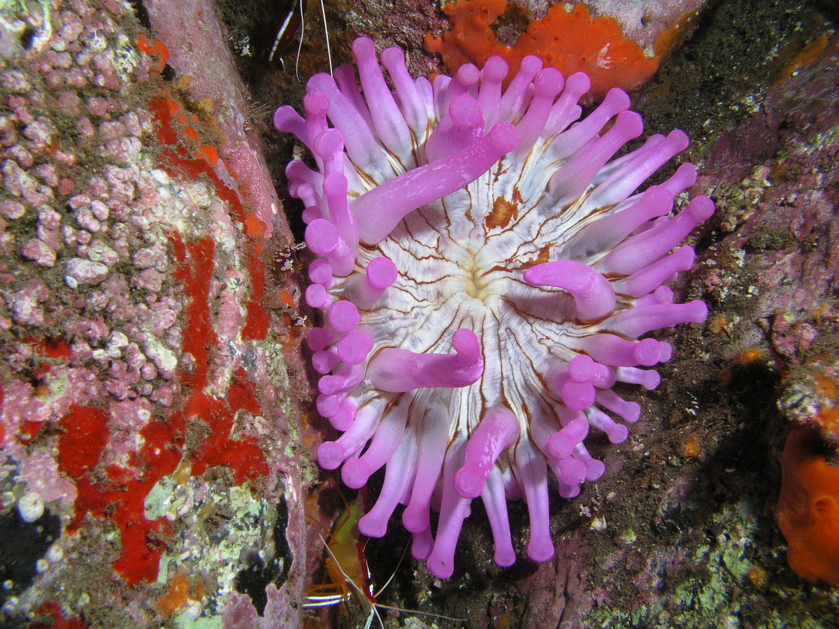 Anemone Anemone