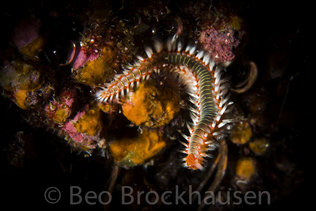 Feuerwurm Feuerwurm