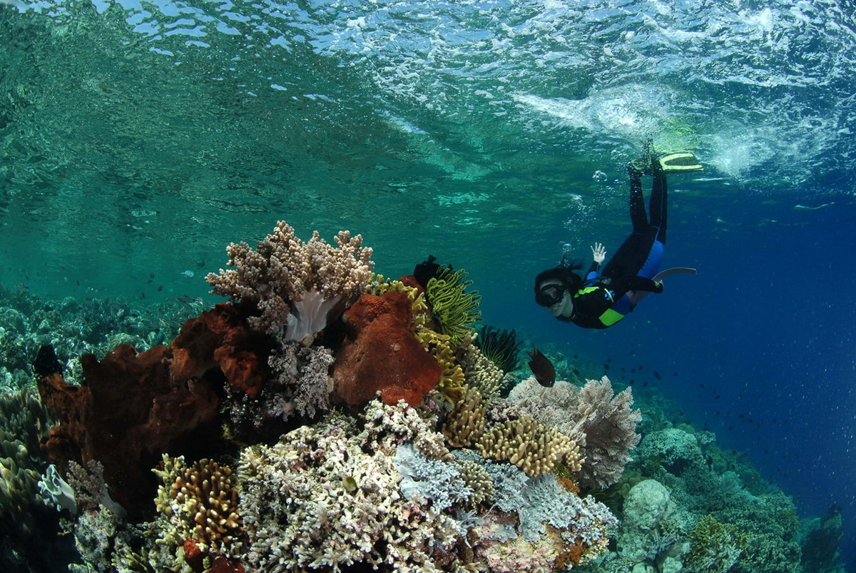 Tauchen in Sulawesi Tauchen in Sulawesi