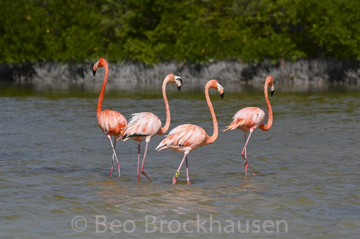 Flamingos Flamingos
