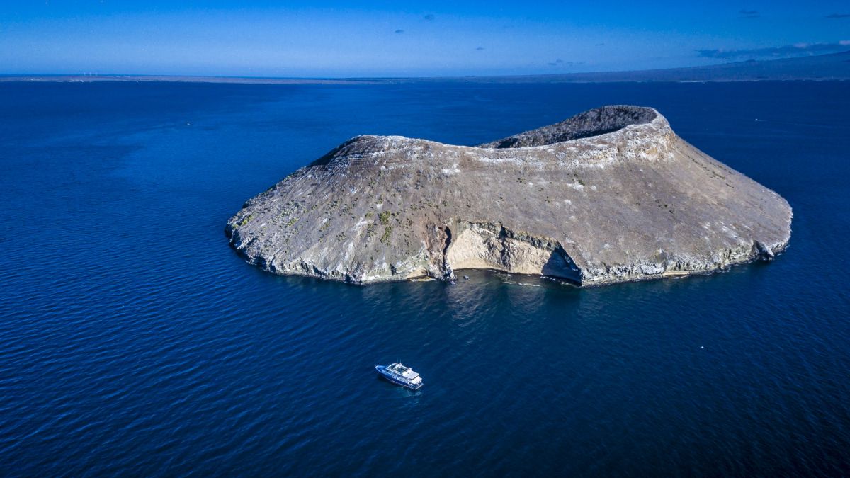 Daphne, Galapagos Daphne, Galapagos