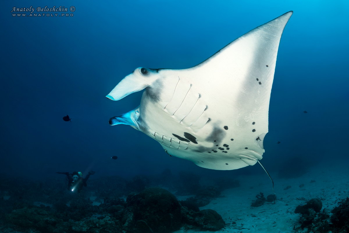 Manta Manta
