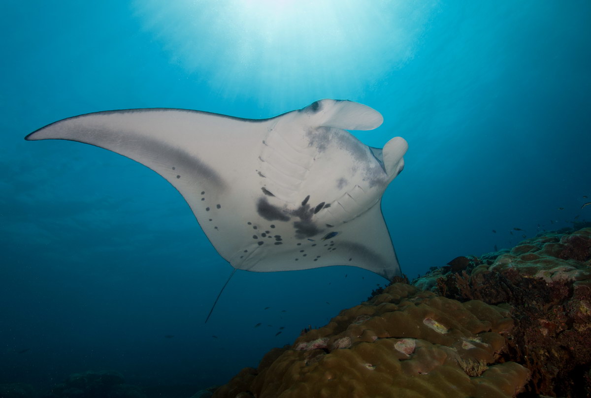 Manta Manta