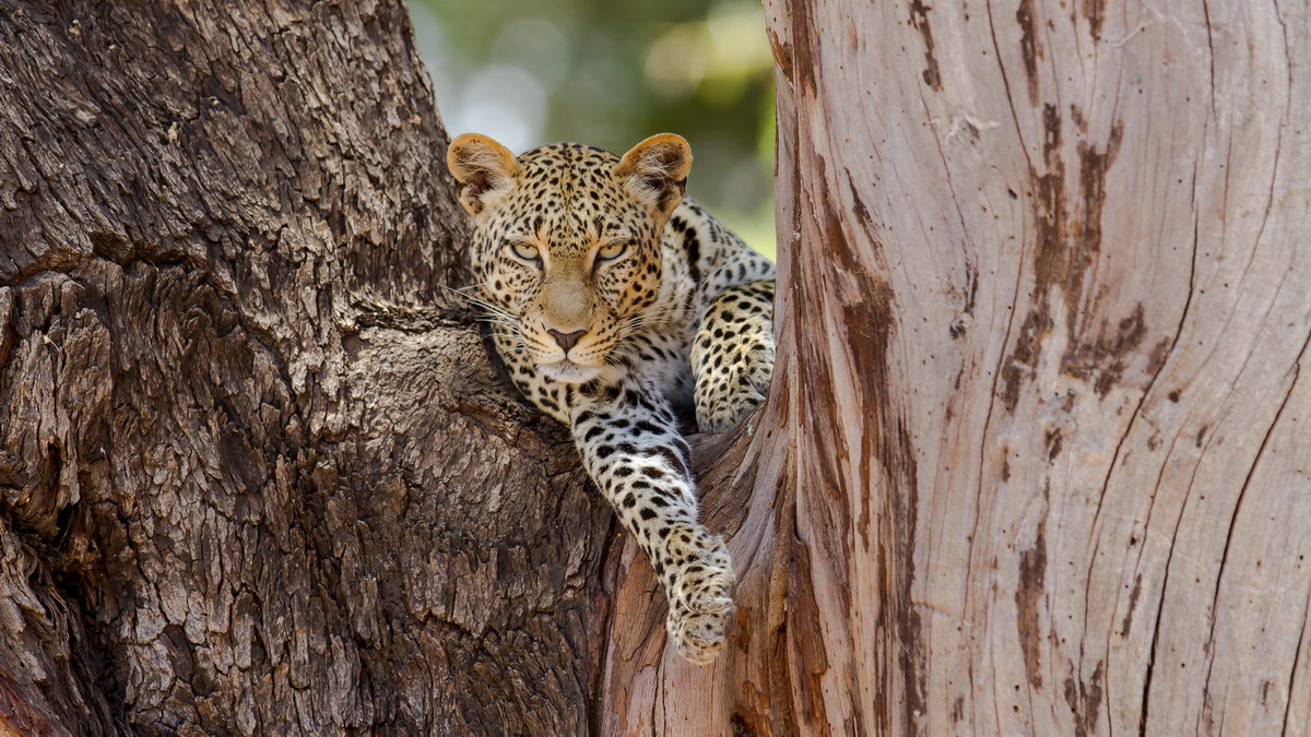 Leopard Leopard