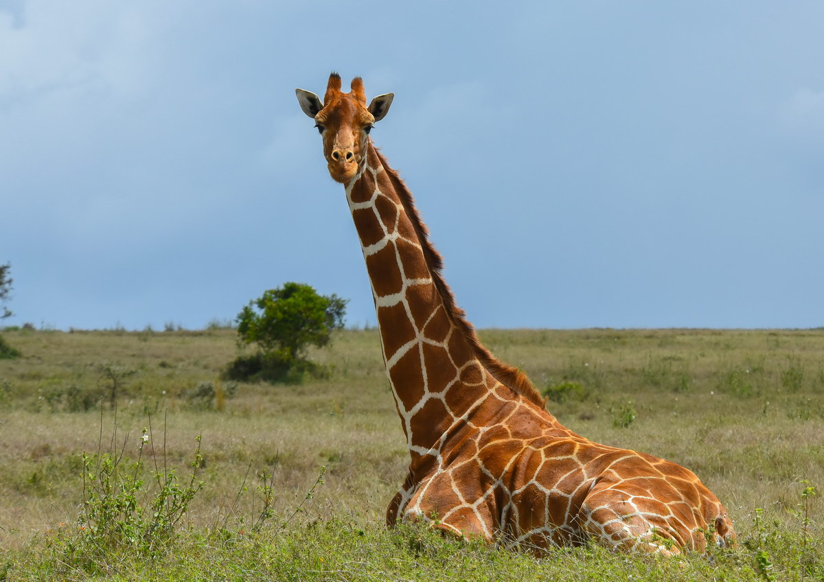 Kenia Kenia