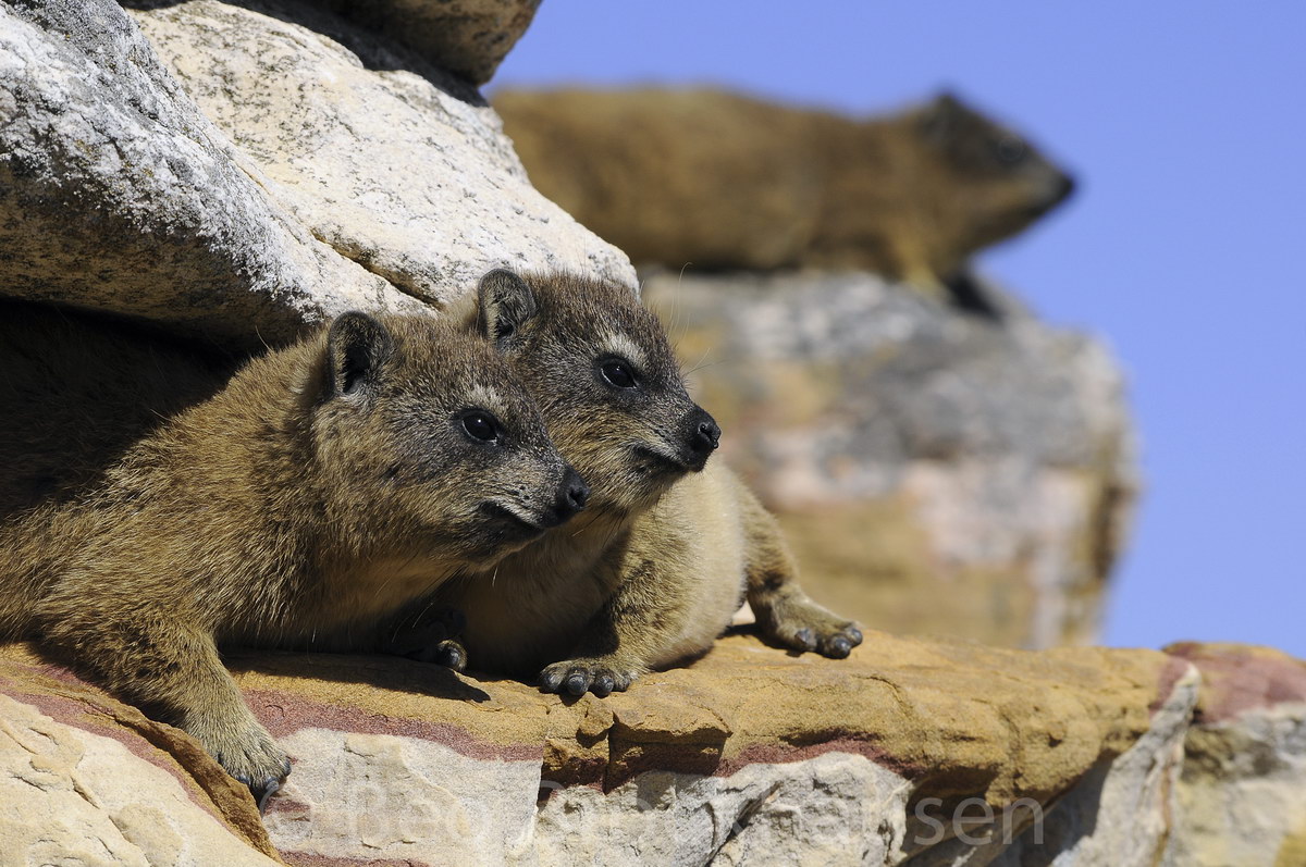 Klippschliefer (Hyrax) © Beo Brockhausen Klippschliefer (Hyrax)