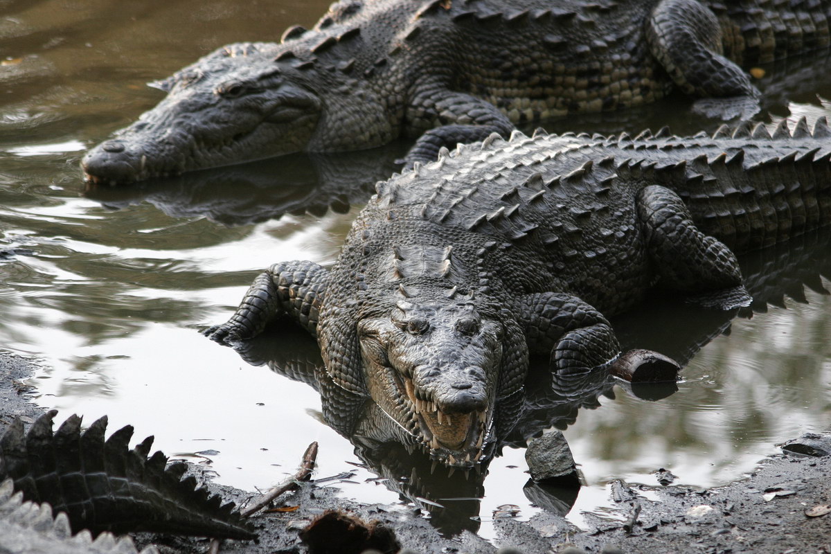 Krokodile Krokodile