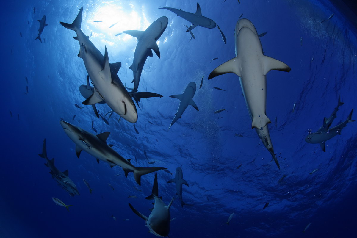 Tauchen mit Haien Tauchen mit Haien