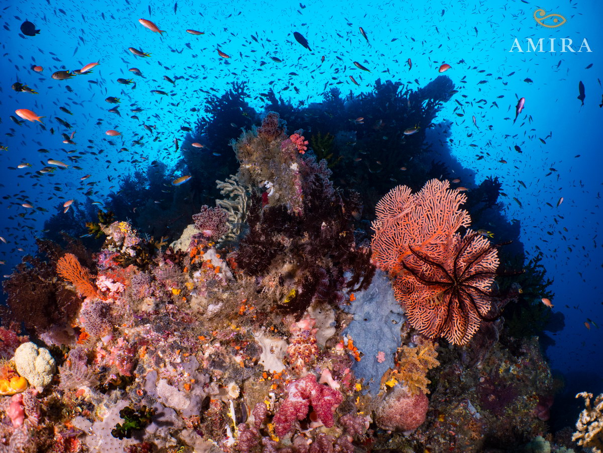 Tauchen in Indonesien Tauchen in Indonesien