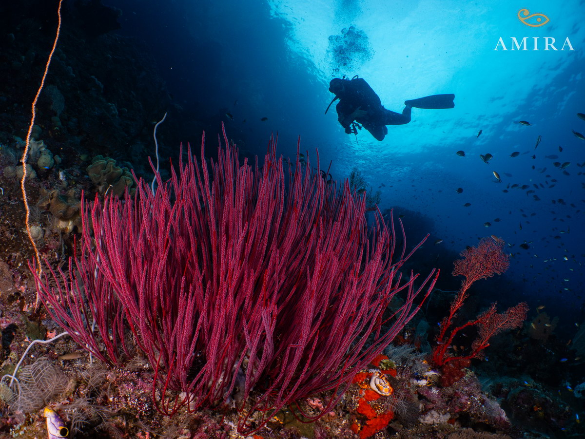 Tauchen in Indonesien Tauchen in Indonesien