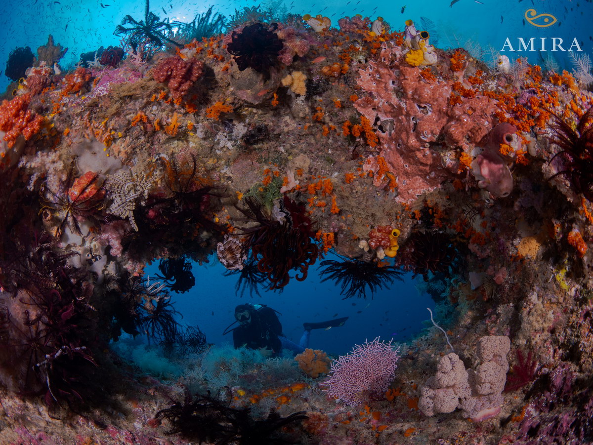 Tauchen in Indonesien Tauchen in Indonesien