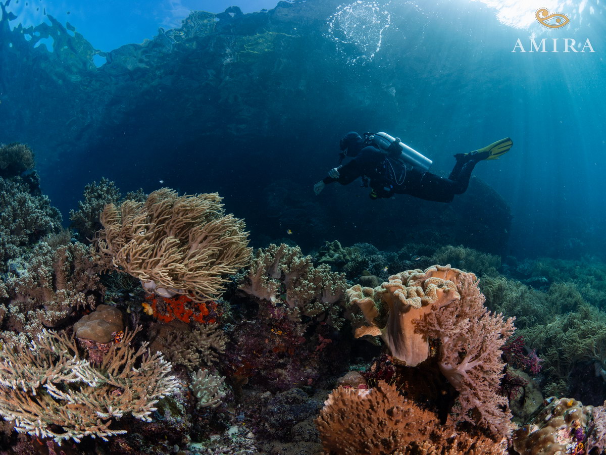 Tauchen in Indonesien Tauchen in Indonesien