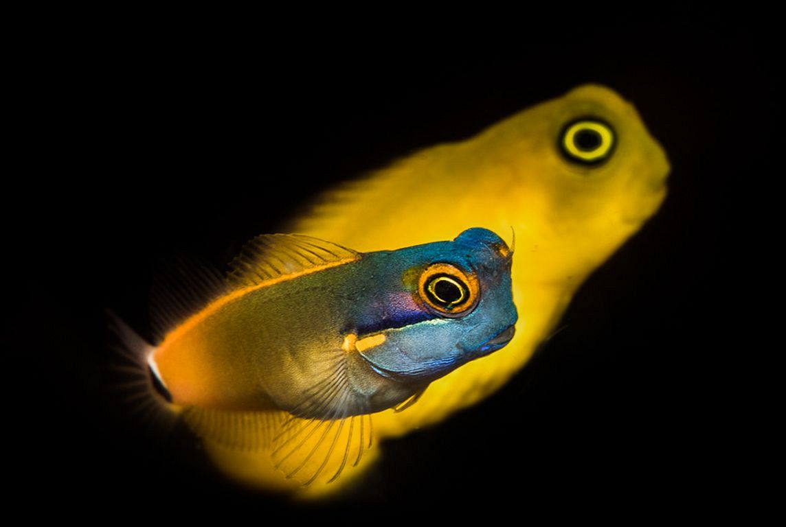 Mandarinenfisch Mandarinenfisch