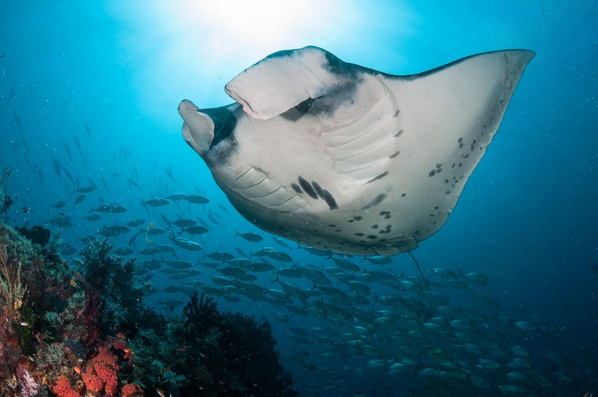 Manta Manta