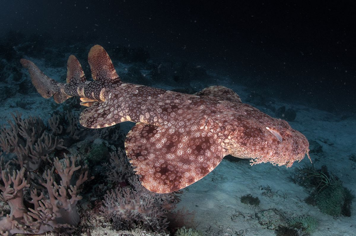 Wobbegong Wobbegong