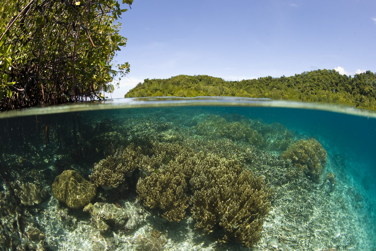 Tauchen in Indonesien Tauchen in Indonesien