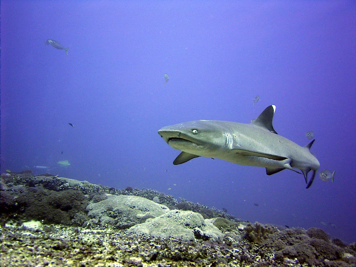 Tauchen in Lombok Tauchen in Lombok
