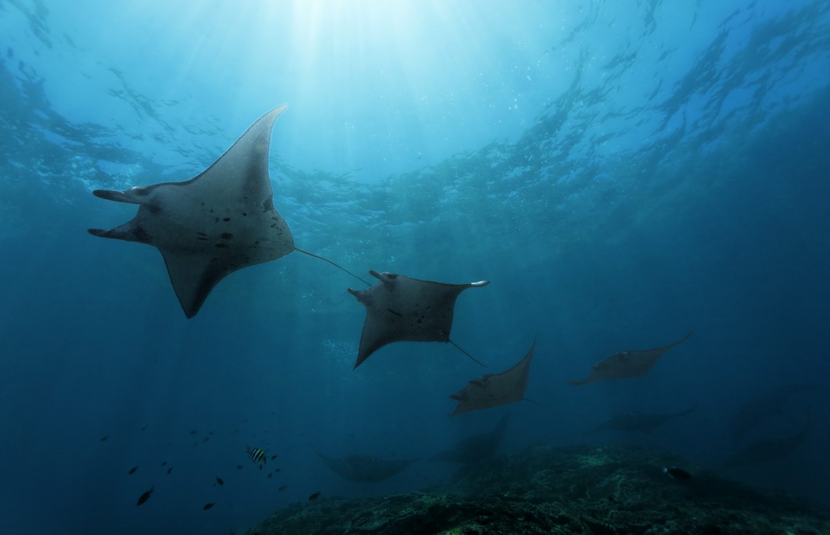 Mantas Mantas
