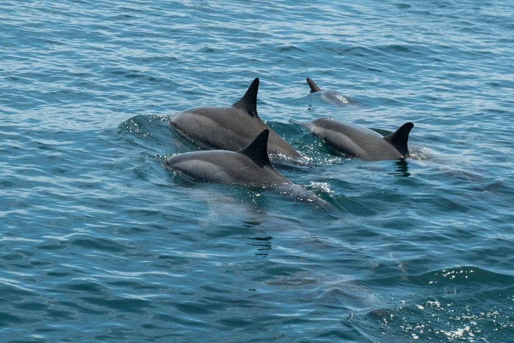 Delfinbeobachtung Delfinbeobachtung