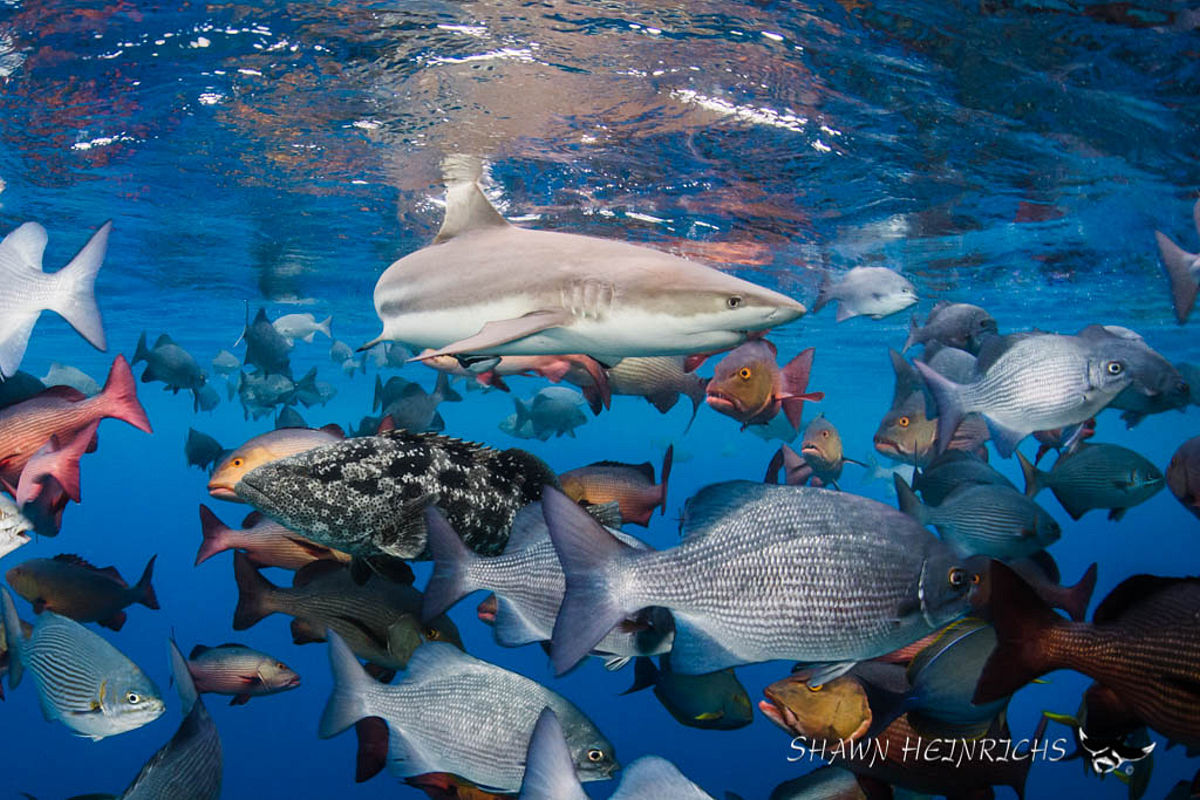 Tauchen in Misool, © Shawn Heinrichs Tauchen in Misool