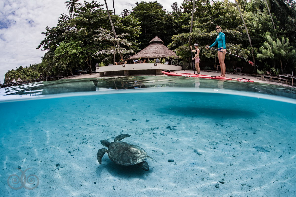 Schildkröte, © Shawn Heinrichs Schildkröte