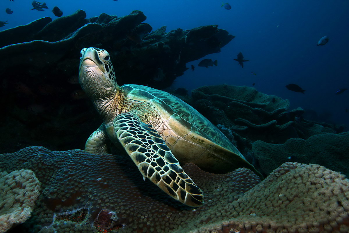 Tauchen im Bunaken-Nationalpark Tauchen im Bunaken-Nationalpark
