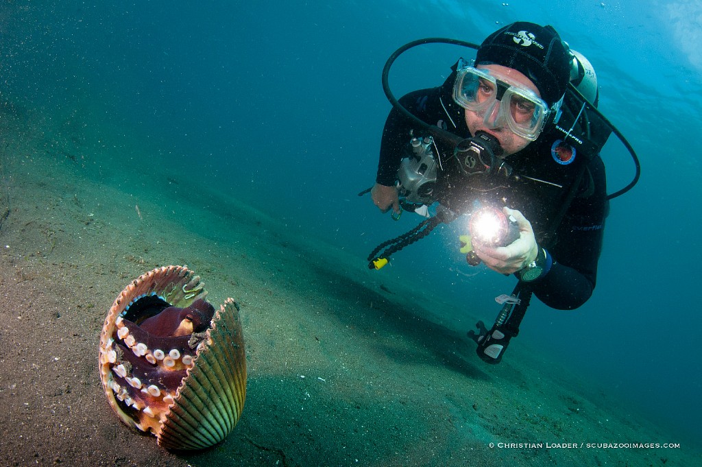 Taucher mit Oktopus Taucher mit Oktopus