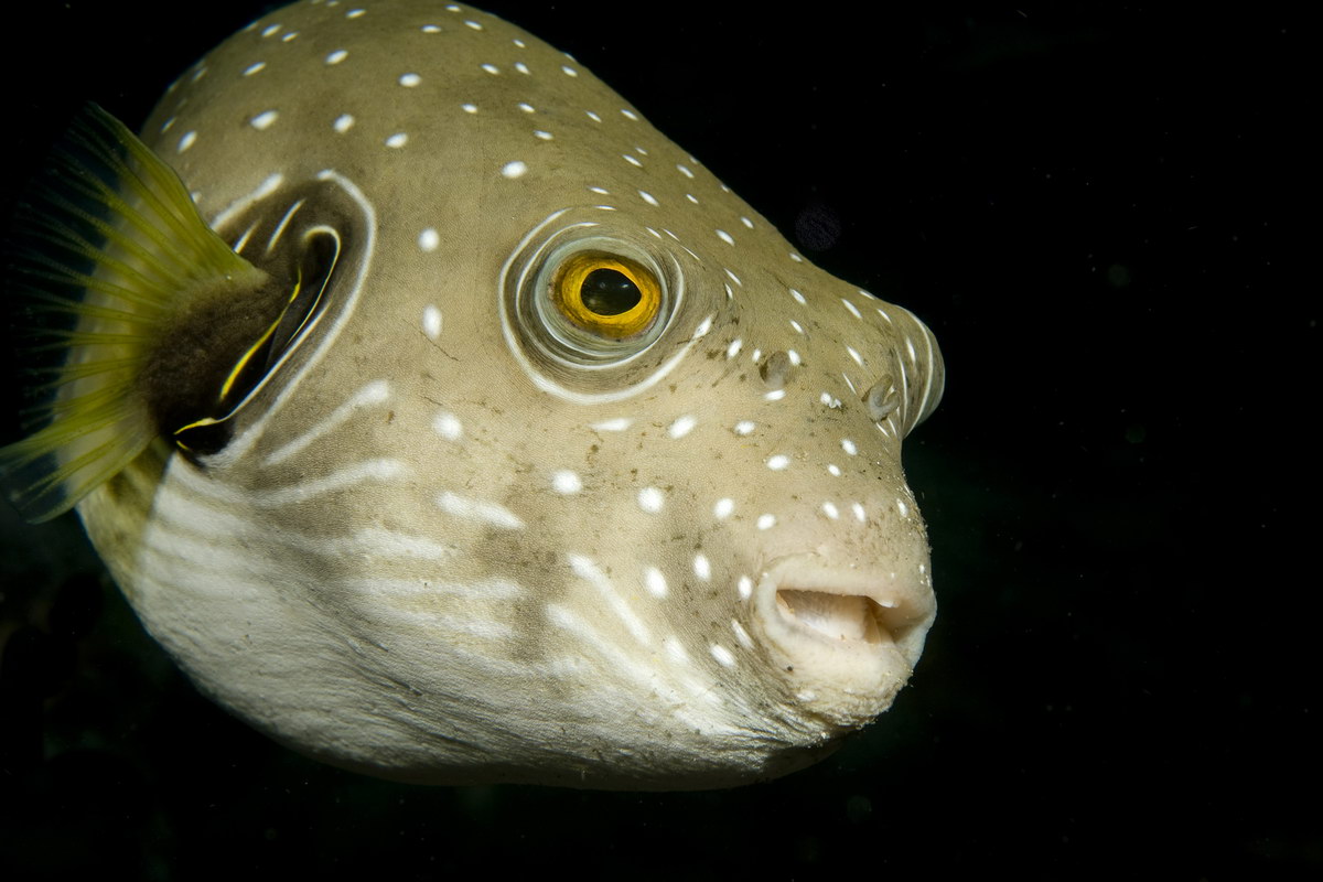 Pufferfisch Pufferfisch