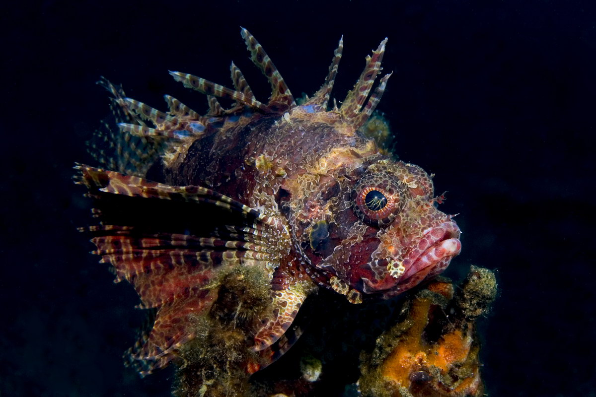 Lionfish Lionfish
