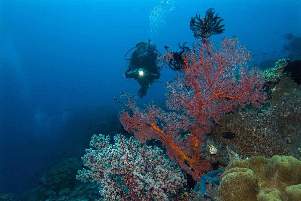 Tauchen in Nordsulawesi Tauchen in Nordsulawesi