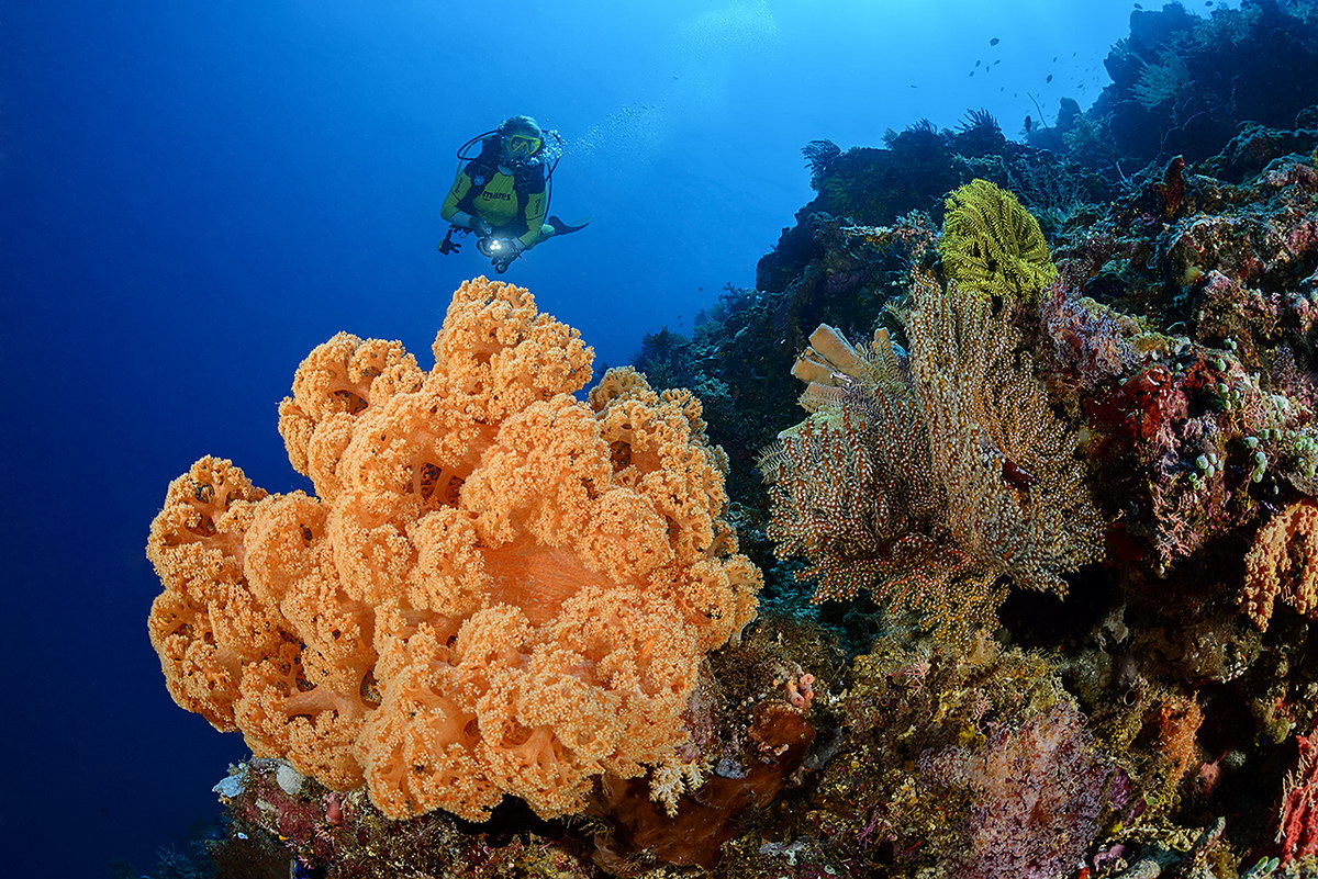Tauchen im Bunaken-Nationalpark Tauchen im Bunaken-Nationalpark