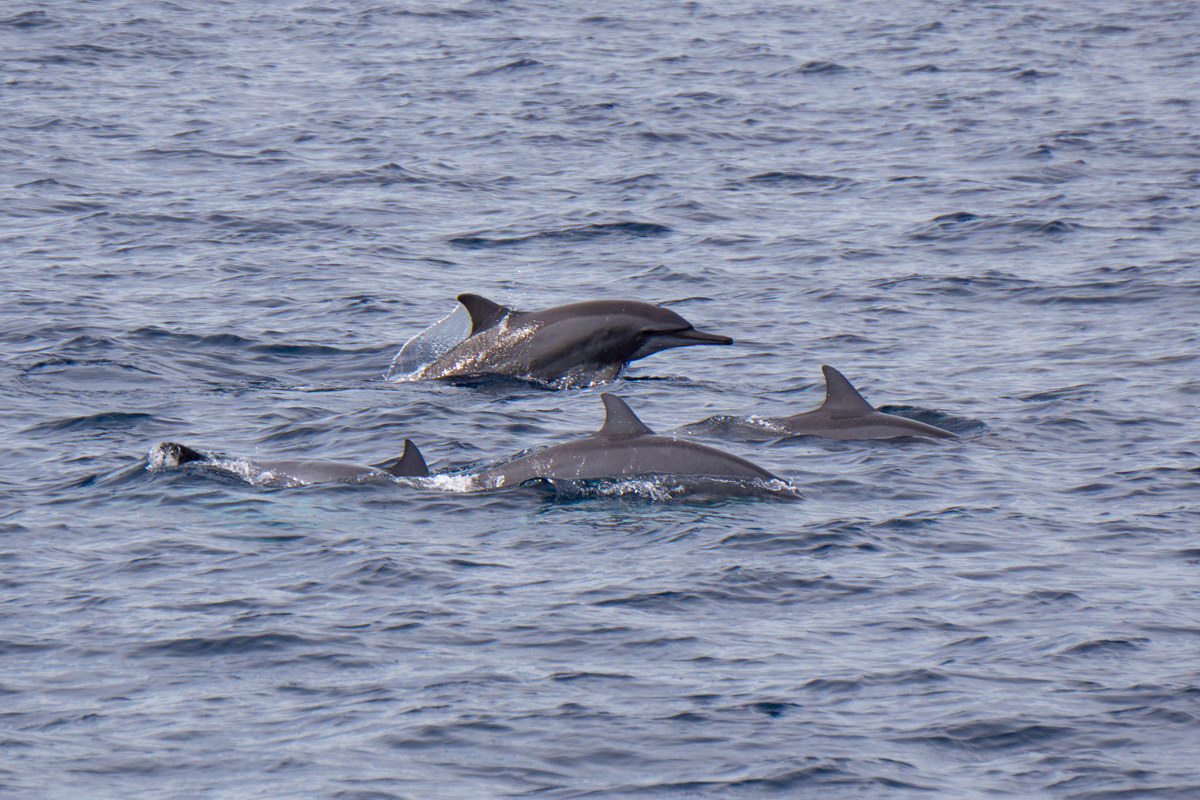 Delfintour Delfintour
