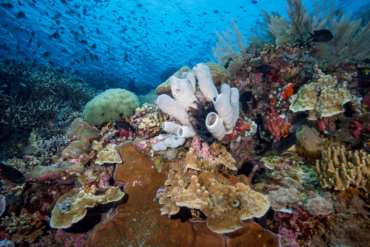 Tauchen im Bunaken-Nationalpark Tauchen im Bunaken-Nationalpark