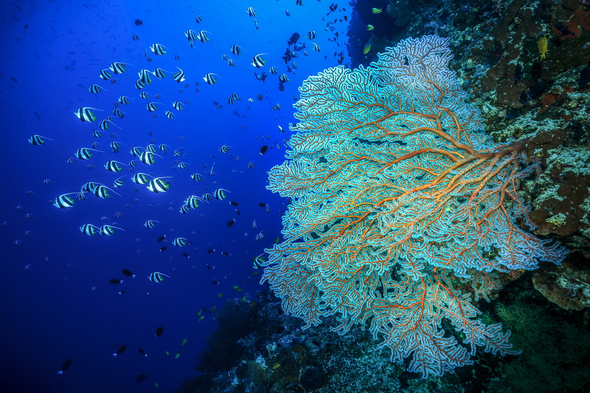 Tauchen in Selayar Tauchen in Selayar