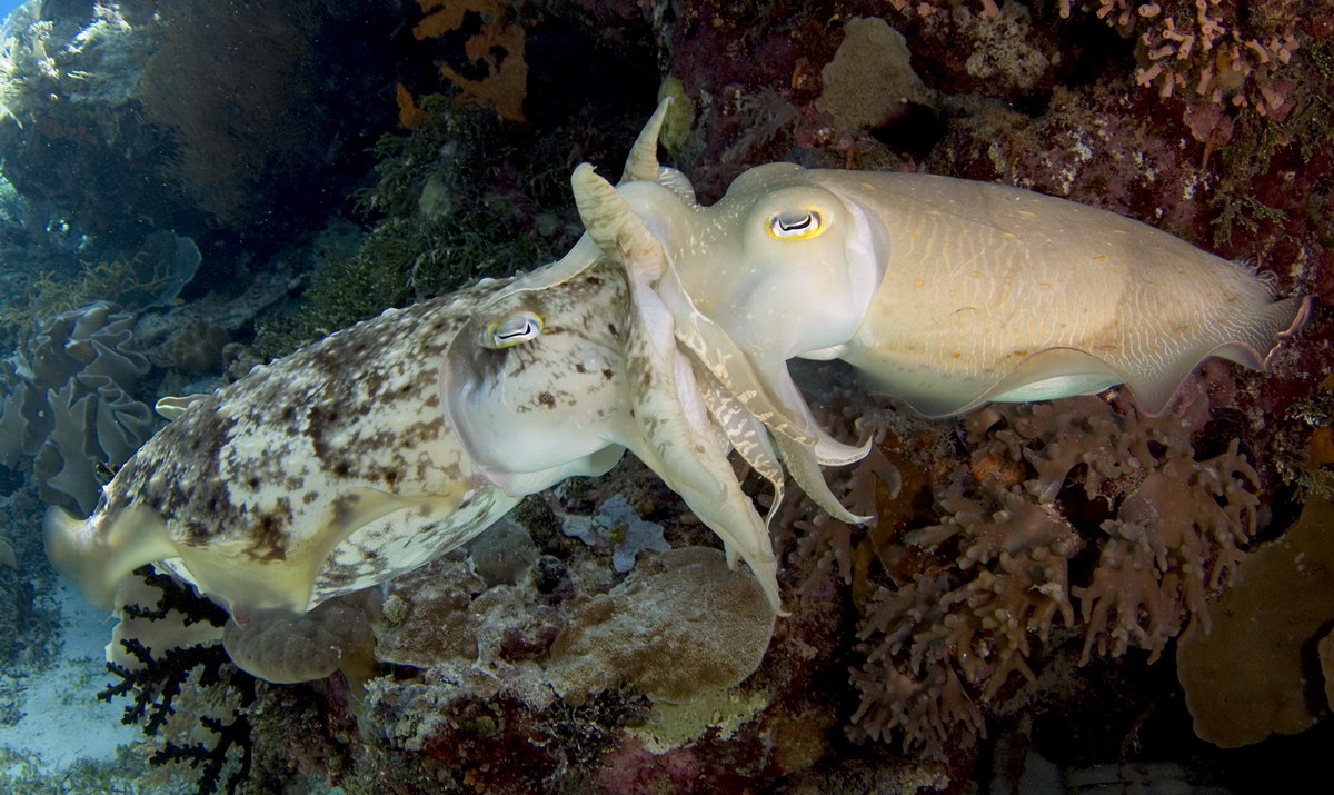 Tintenfisch Tintenfisch