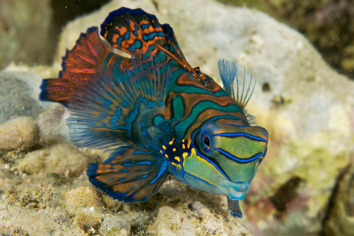 Mandarinenfisch Mandarinenfisch
