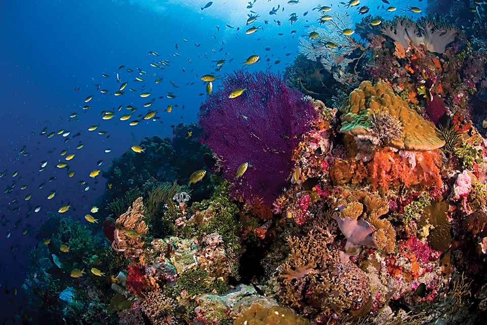 Tauchen in Wakatobi Tauchen in Wakatobi