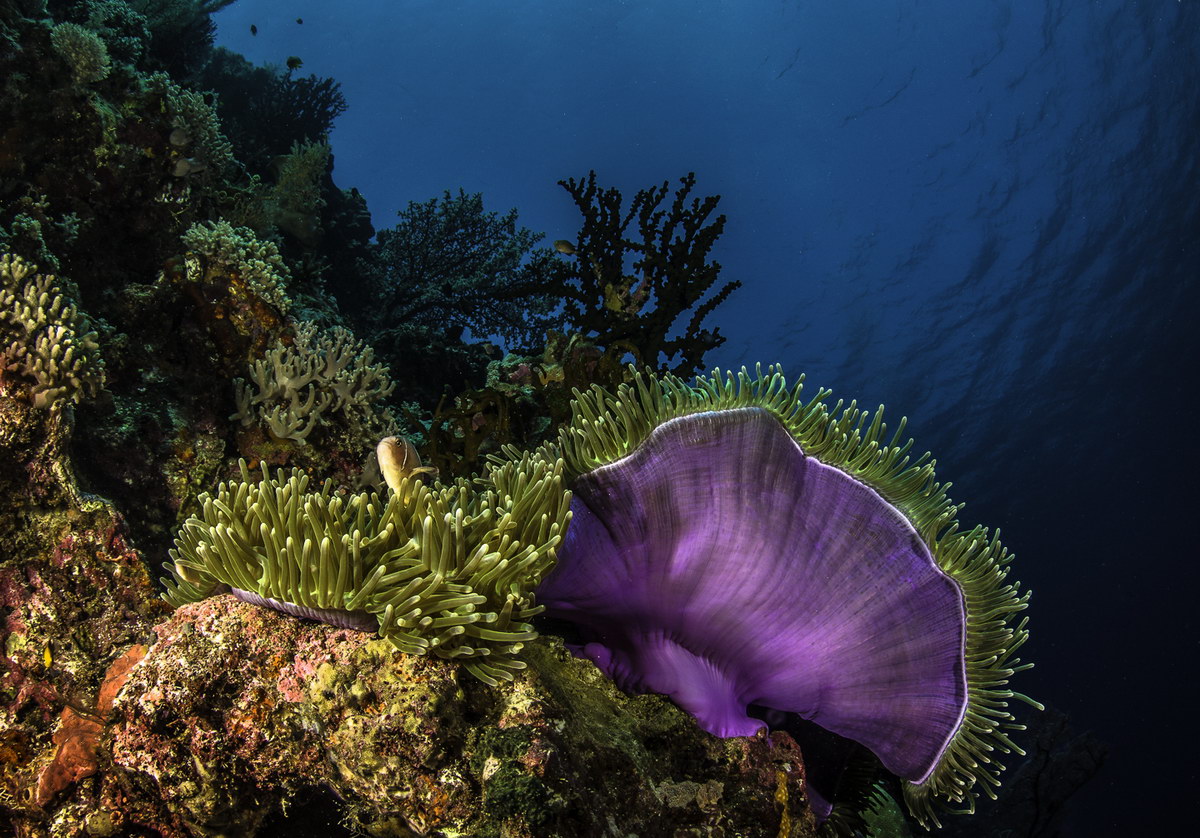 Tauchen in Wakatobi © Wayne MacWilliams Tauchen in Wakatobi