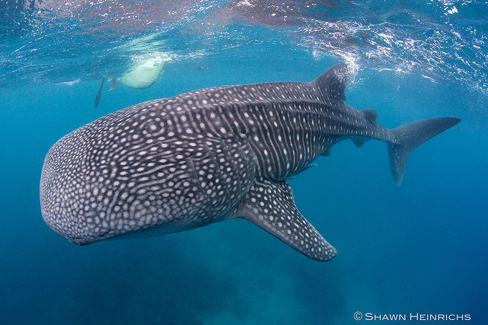 Walhai © Shawn Heinrichs Walhai