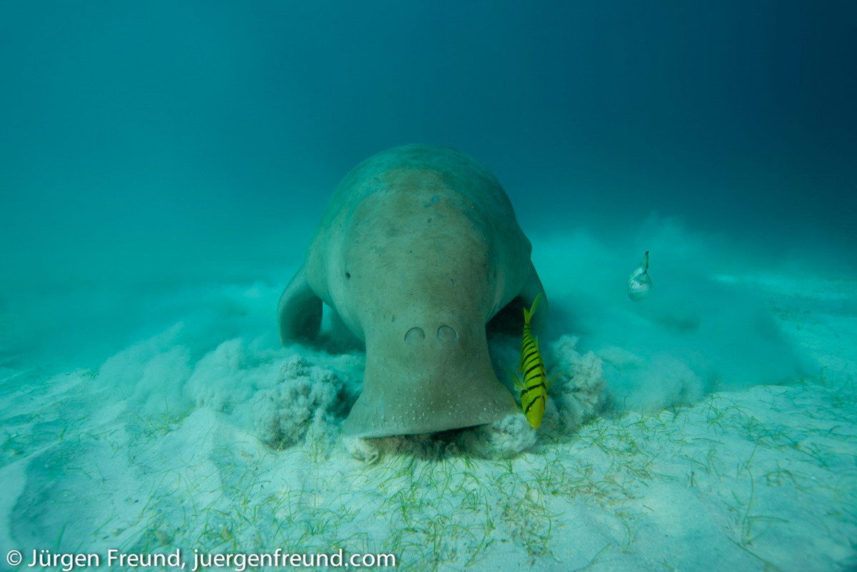 Dugong Dugong