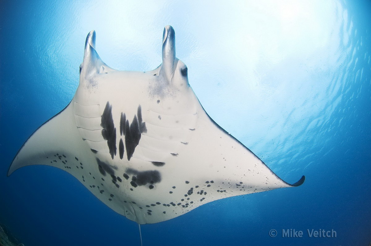 Manta Manta