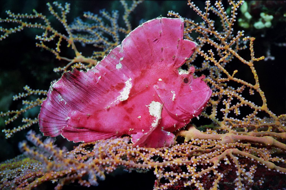 Schaukelfisch Schaukelfisch