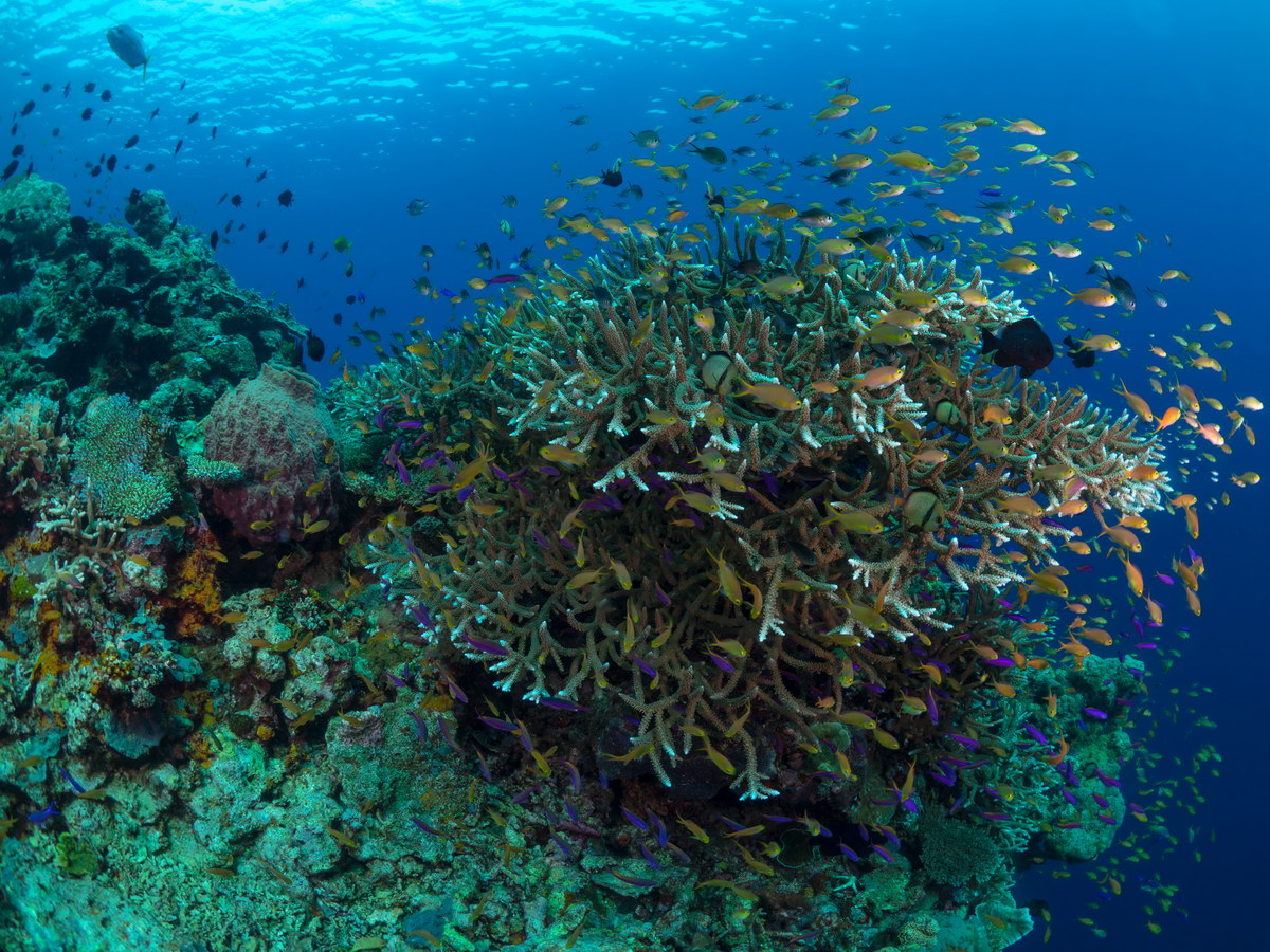 Tauchen in Papua-Neuguinea Tauchen in Papua-Neuguinea
